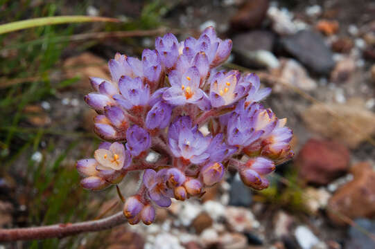 Image of Dilatris pillansii W. F. Barker