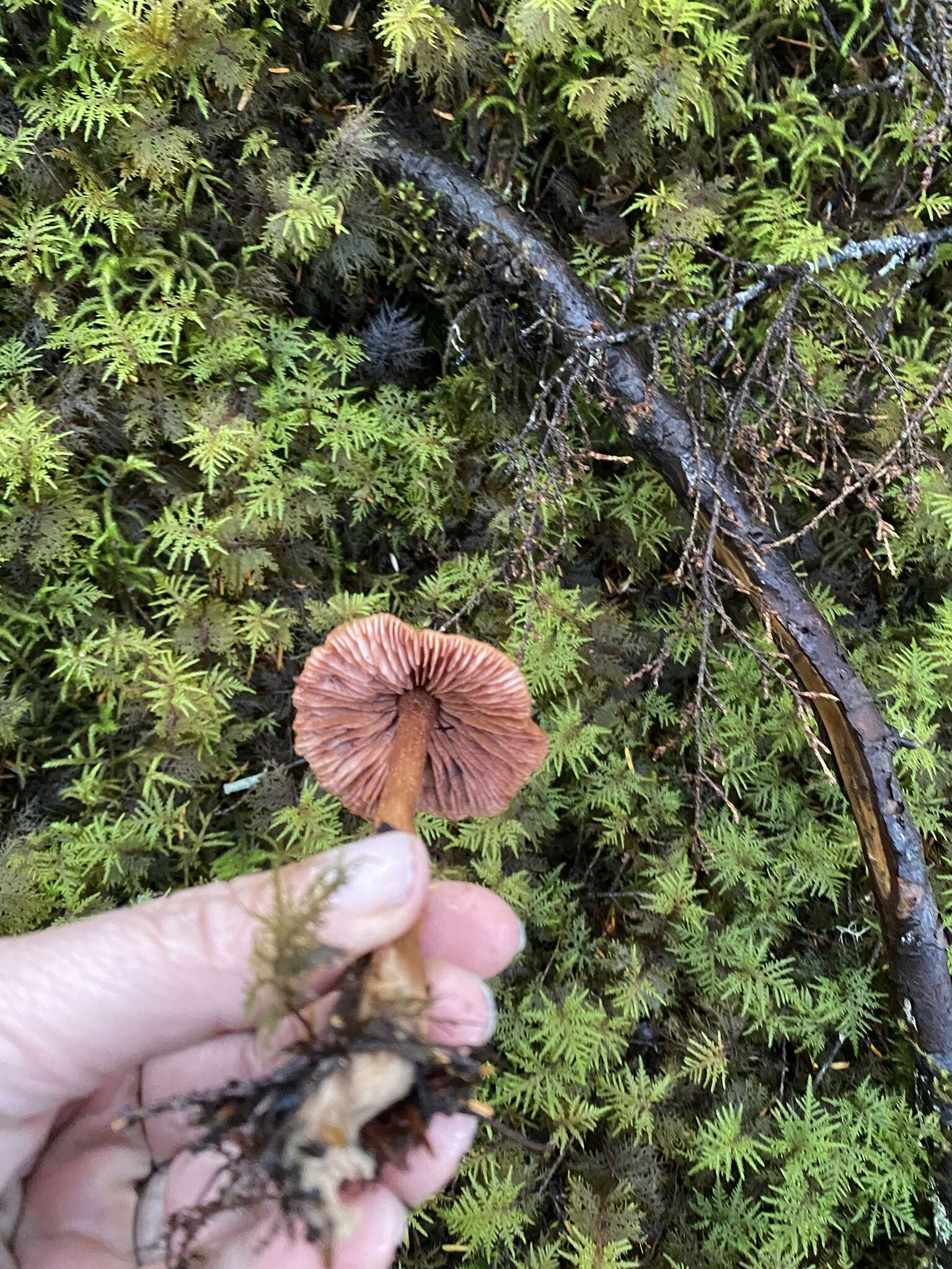 Image de Laccaria nobilis A. H. Sm. 1984