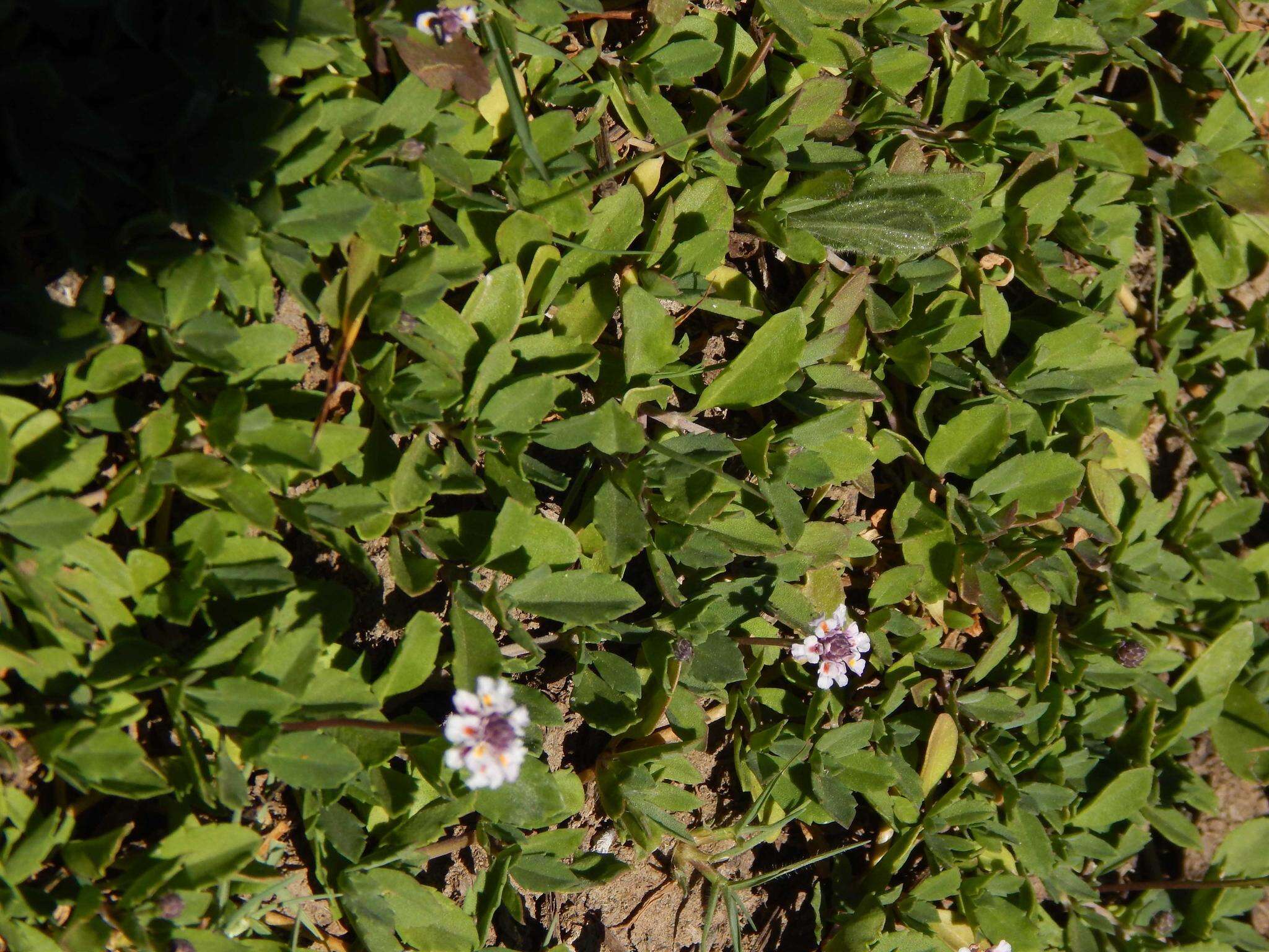 Image of Phyla nodiflora var. nodiflora