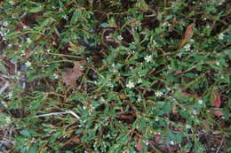 Image of knotgrass