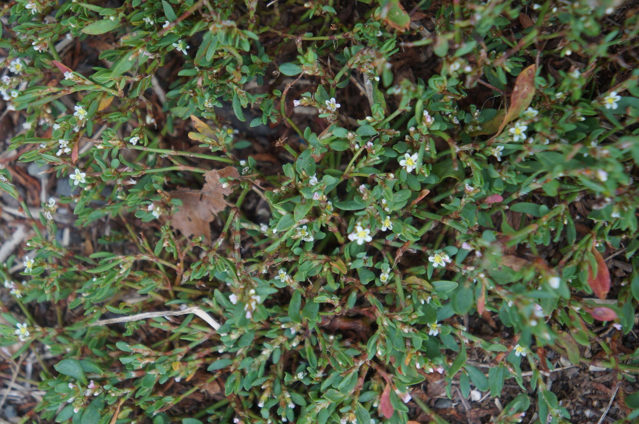 Image of knotgrass