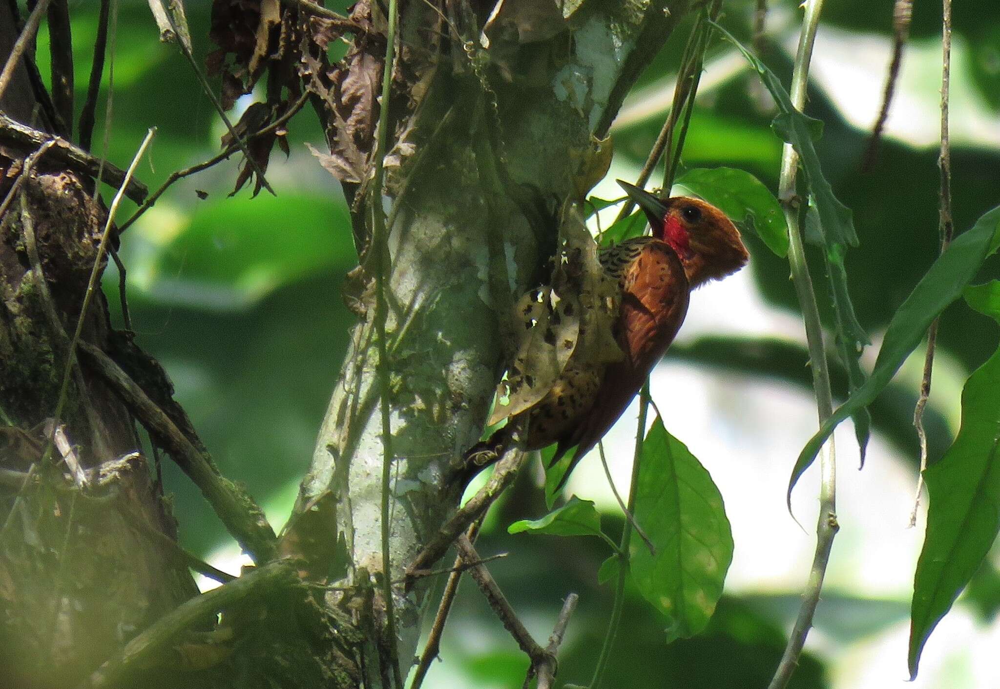 Image of Cinnamon Woodpecker