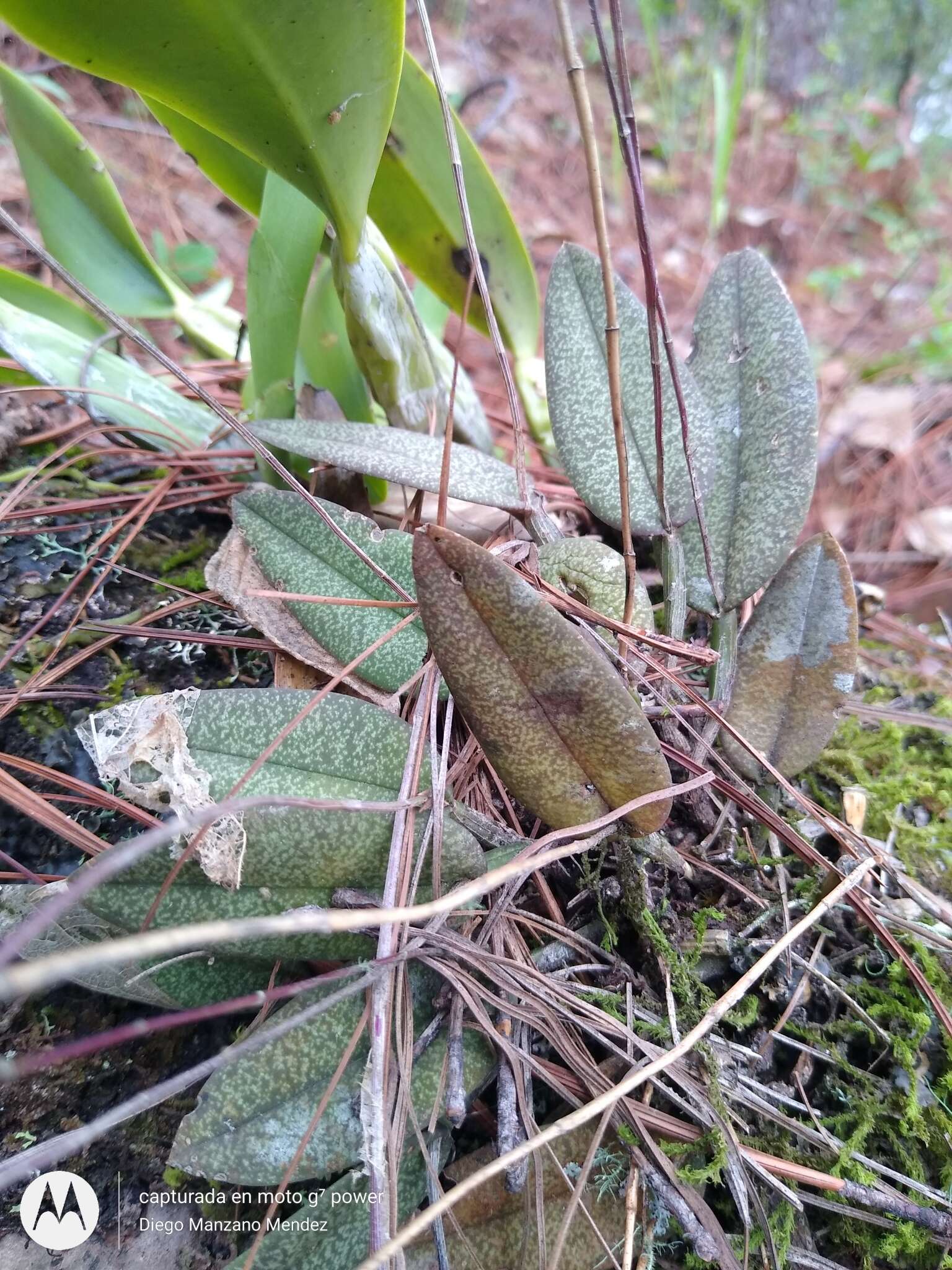 Image of Domingoa purpurea (Lindl.) Van den Berg & Soto Arenas