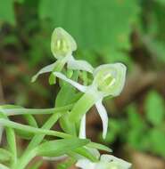 Слика од Platanthera mixta Efimov