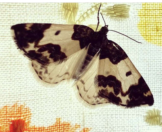 Image of Western White-Ribboned Carpet