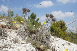 Image de Ptilostemon echinocephalus (Willd.) Greuter