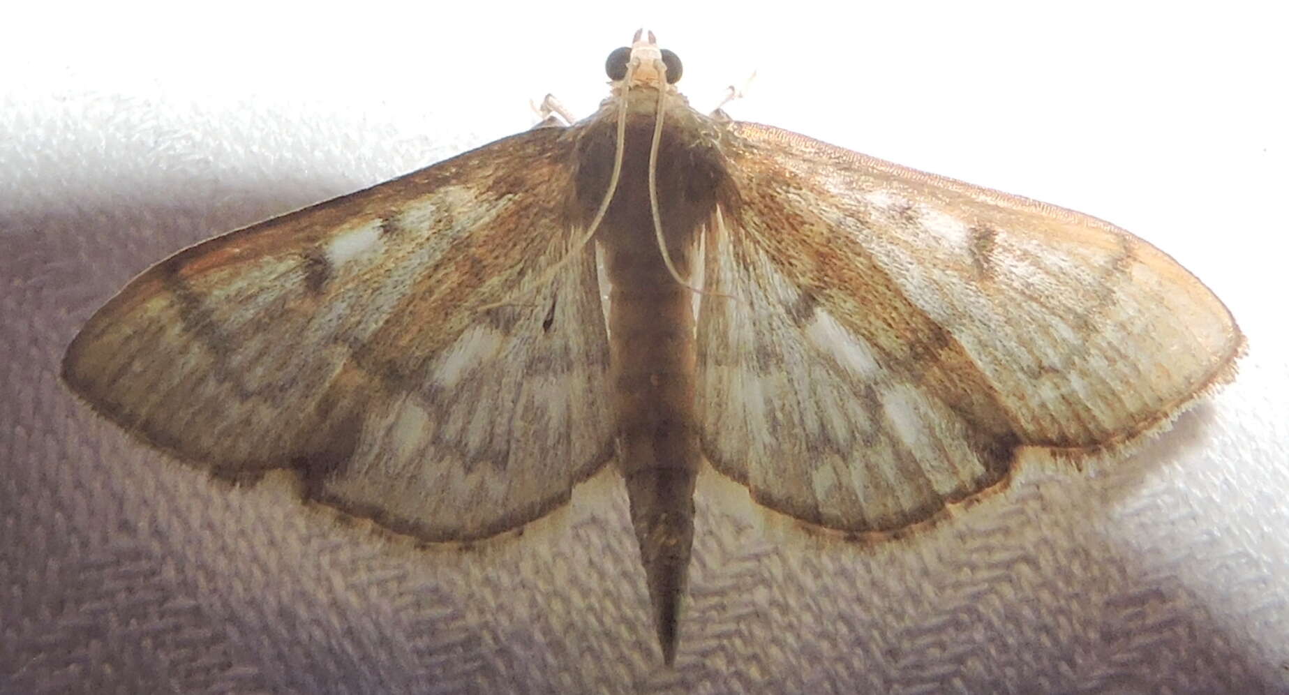 Image of Serpentine Webworm