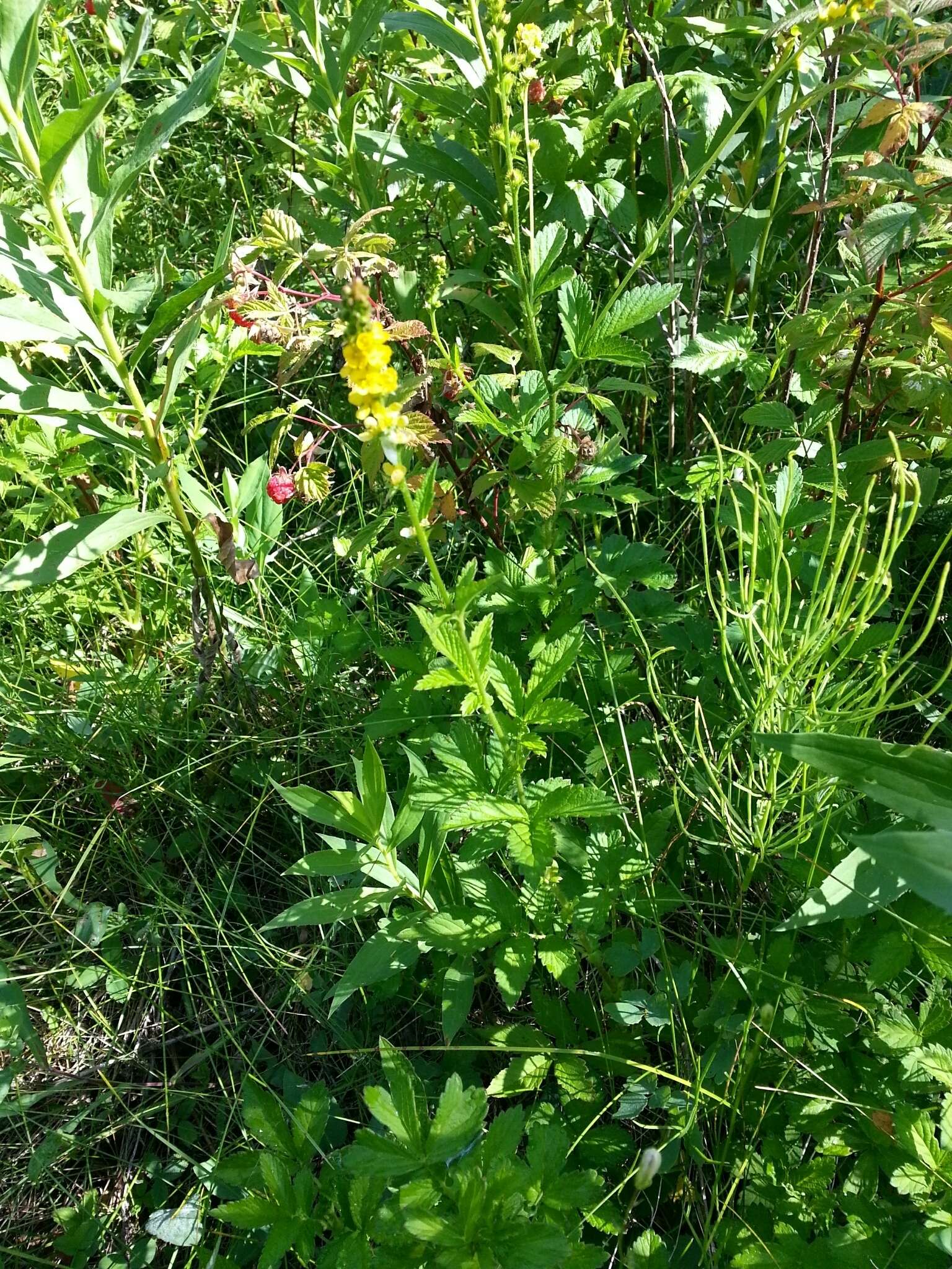 Image of roadside agrimony