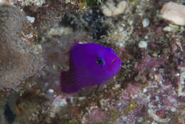 Image of Pseudochromis porphyreus