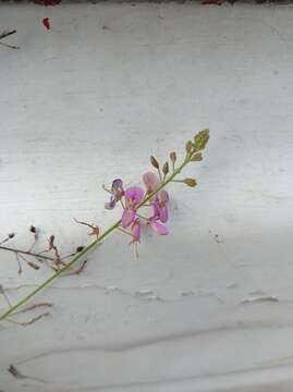 Imagem de Desmodium distortum (Aubl.) J. F. Macbr.