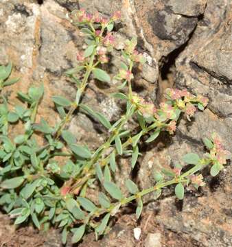 Image of Paronychia suffruticosa (L.) DC.