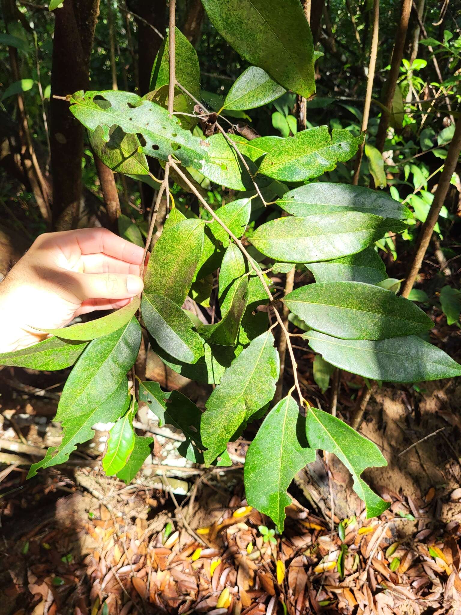 Imagem de Licaria parvifolia (Meisn.) Vattimo-Gil