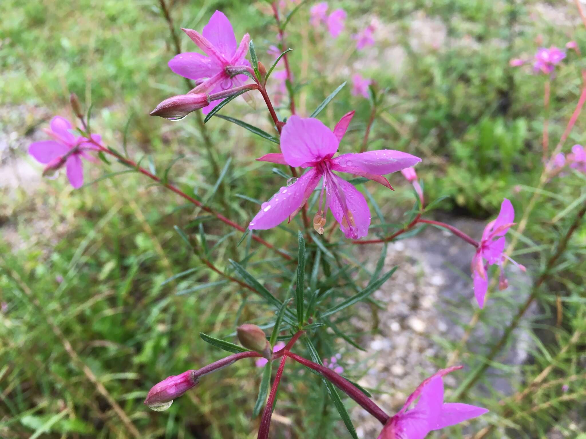 Image de Epilobium dodonaei Vill.