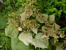 Image de Melochia umbellata (Houtt.) Stapf