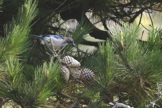 Image of Pinus radiata var. radiata