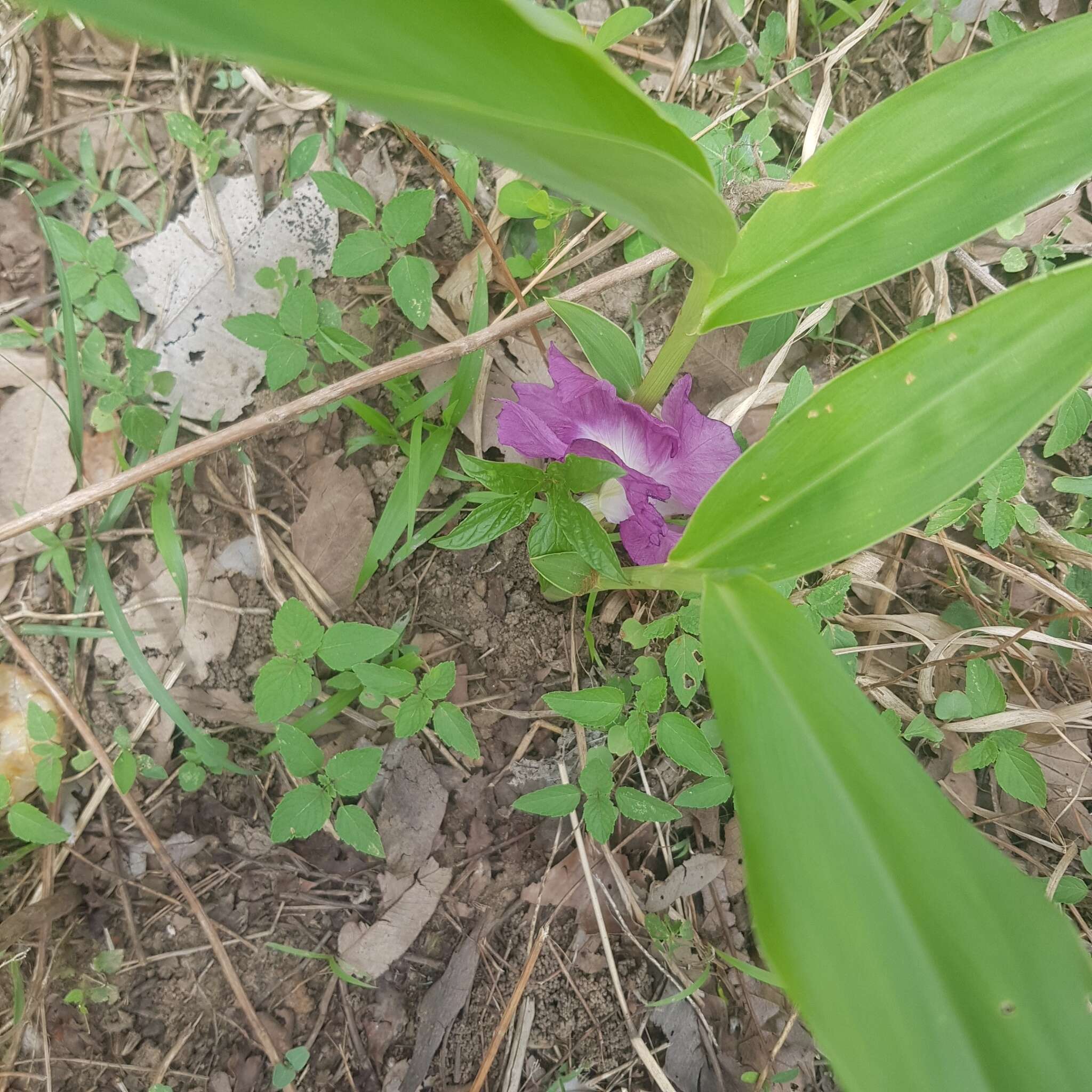 Image of Mauve ginger