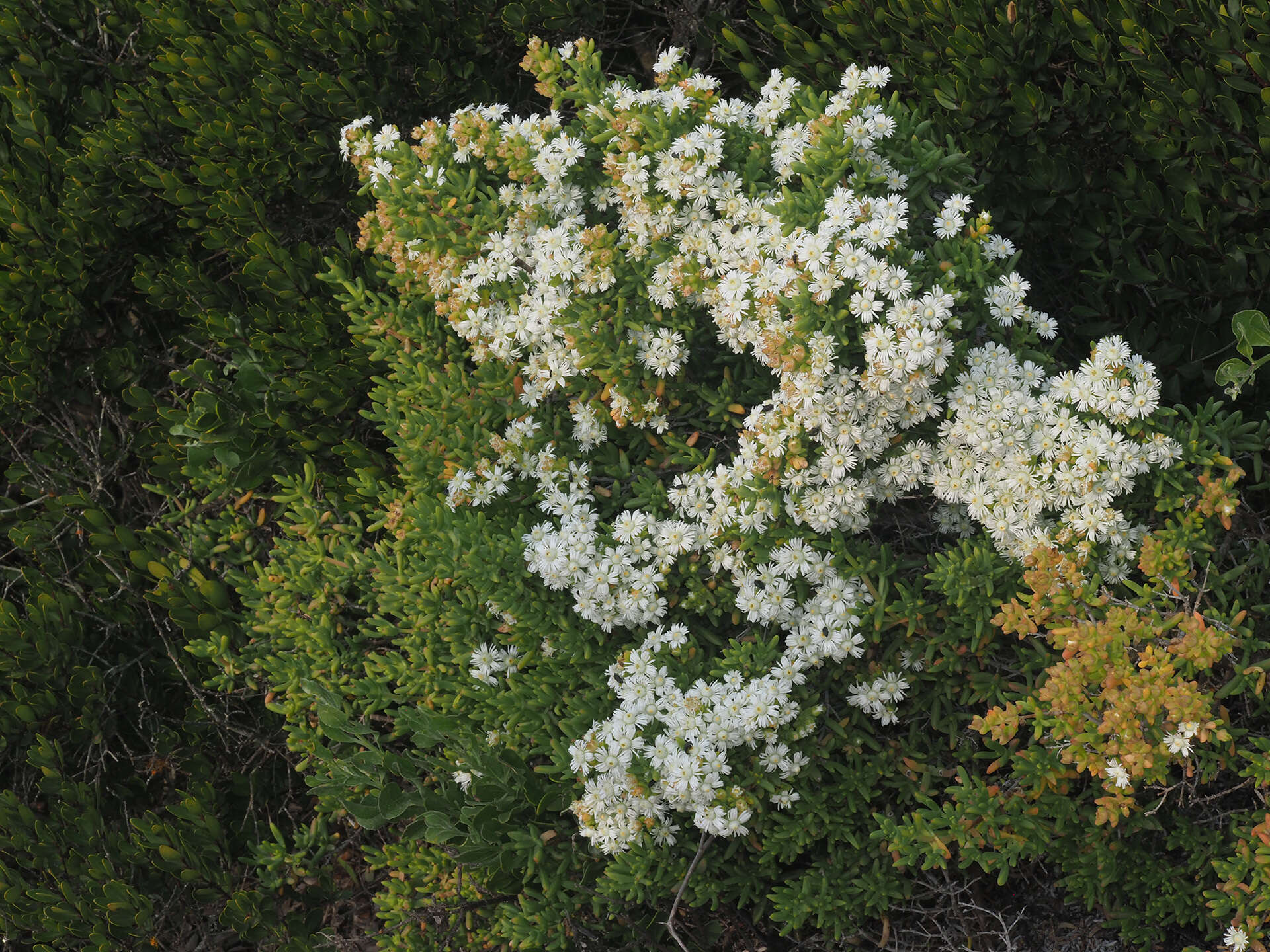 Image of Stoeberia utilis (L. Bol.) E. van Jaarsveld