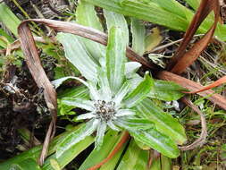 Image of featherweed