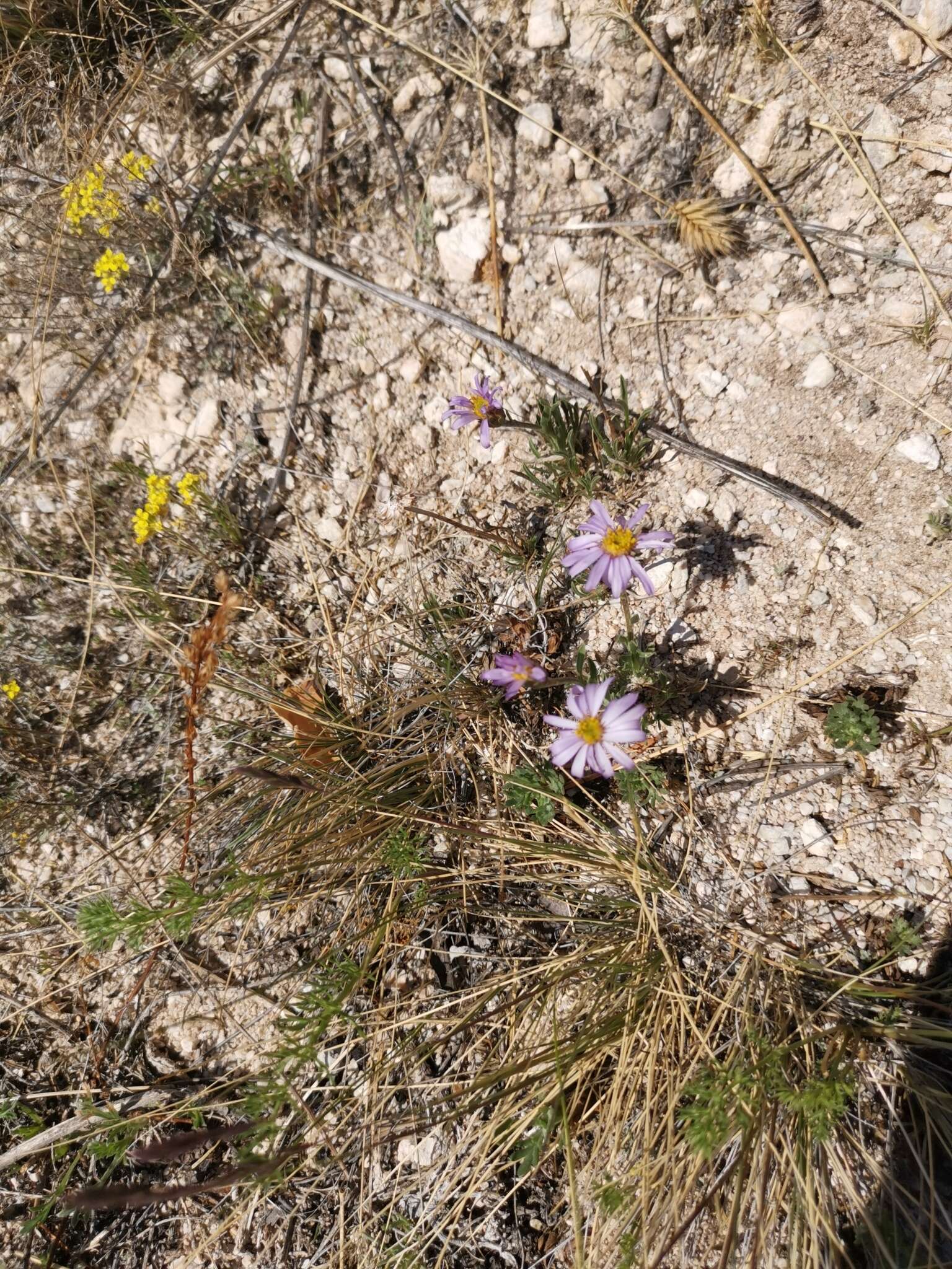 Image of Aster eremophilus Bunge