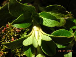 Image de Coprosma serrulata Hook. fil. ex Buchanan