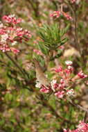 صورة Satyrium auretorum (Boisduval 1852)