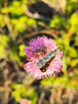 Image of large grizzled skipper