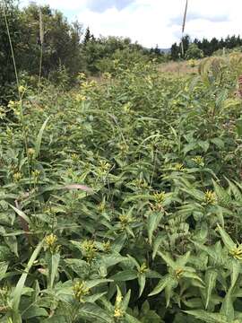 Image de Diervilla sessilifolia Buckl.