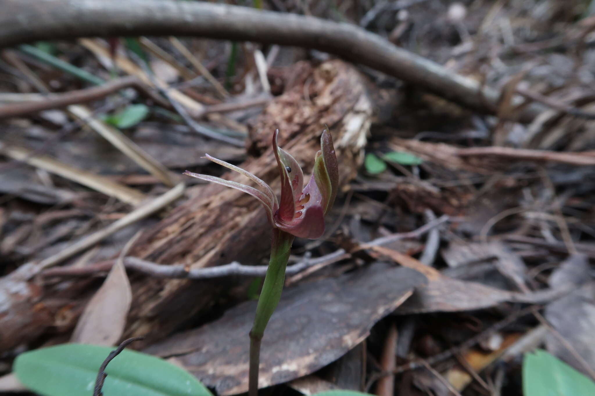 Image of Three-horned bird orchid