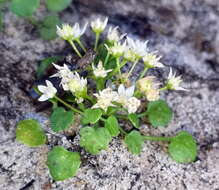 Image of Crassula dentata Thunb.