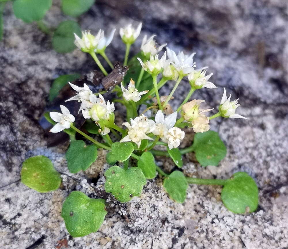 Image of Crassula dentata Thunb.