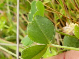 Image of Trifolium incarnatum subsp. molinerii (Hornem.) Syme