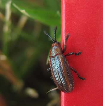 Image of Goldenrod Leaf Miner