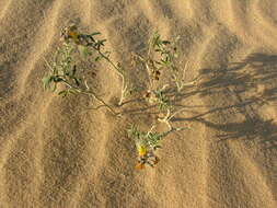 Image de Crotalaria saharae Coss.