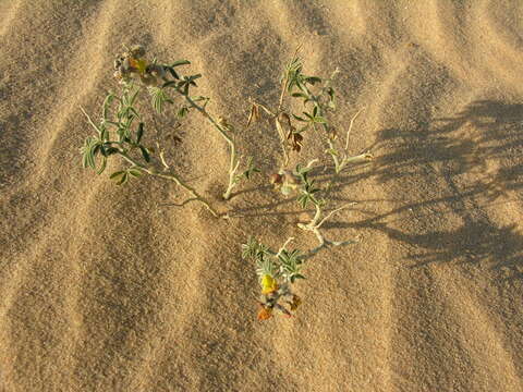 Image of Crotalaria saharae Coss.