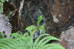 Image of Struthiopteris hancockii (Hance) Tag.