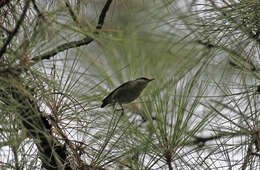 Image of Brown-headed Nuthatch