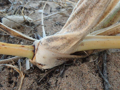 Imagem de Spinifex hirsutus Labill.