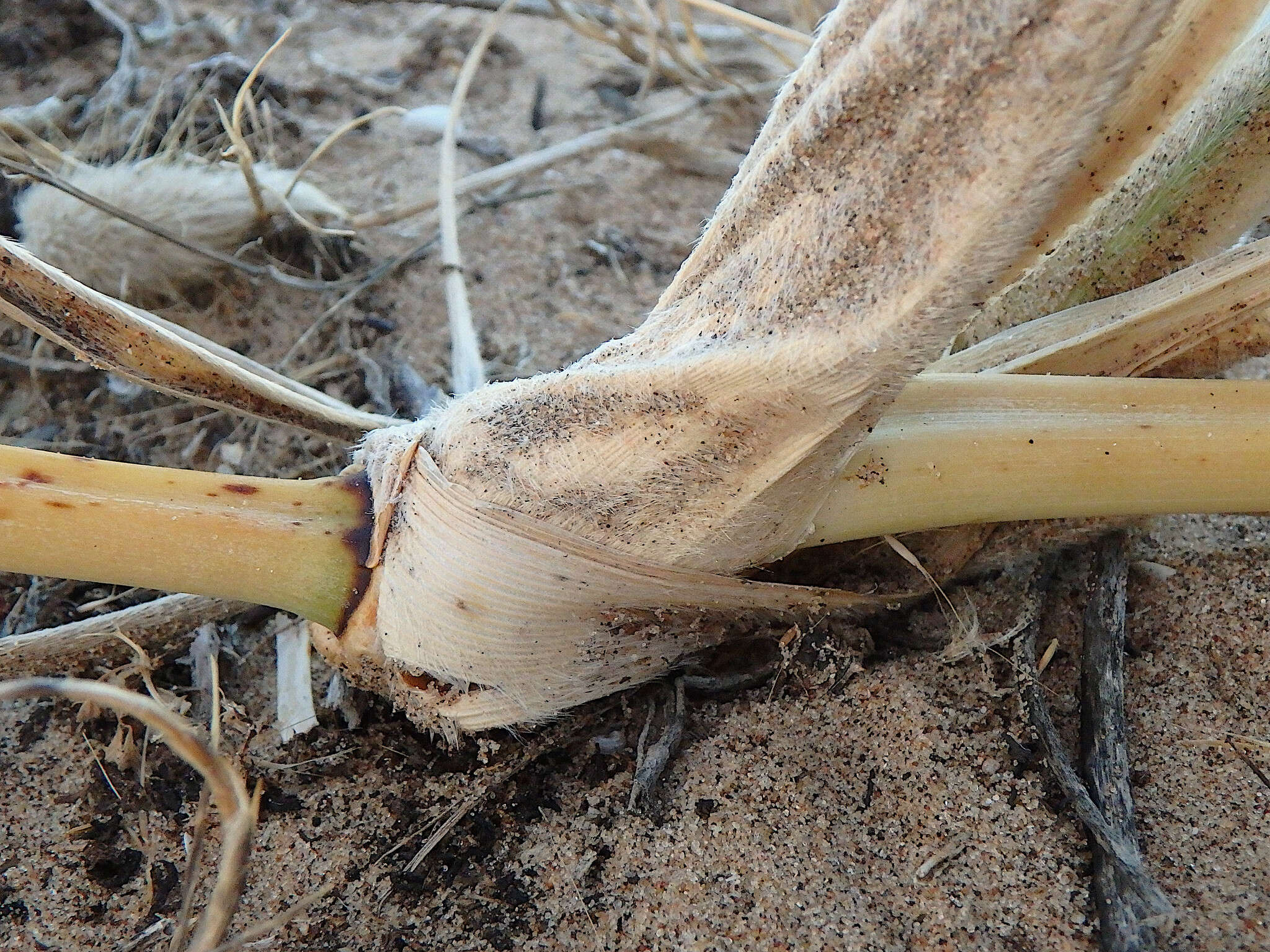 Image of hairy spinifex