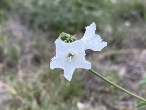 Image of Texas manjack