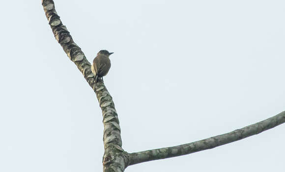 Image of Grayish Piculet