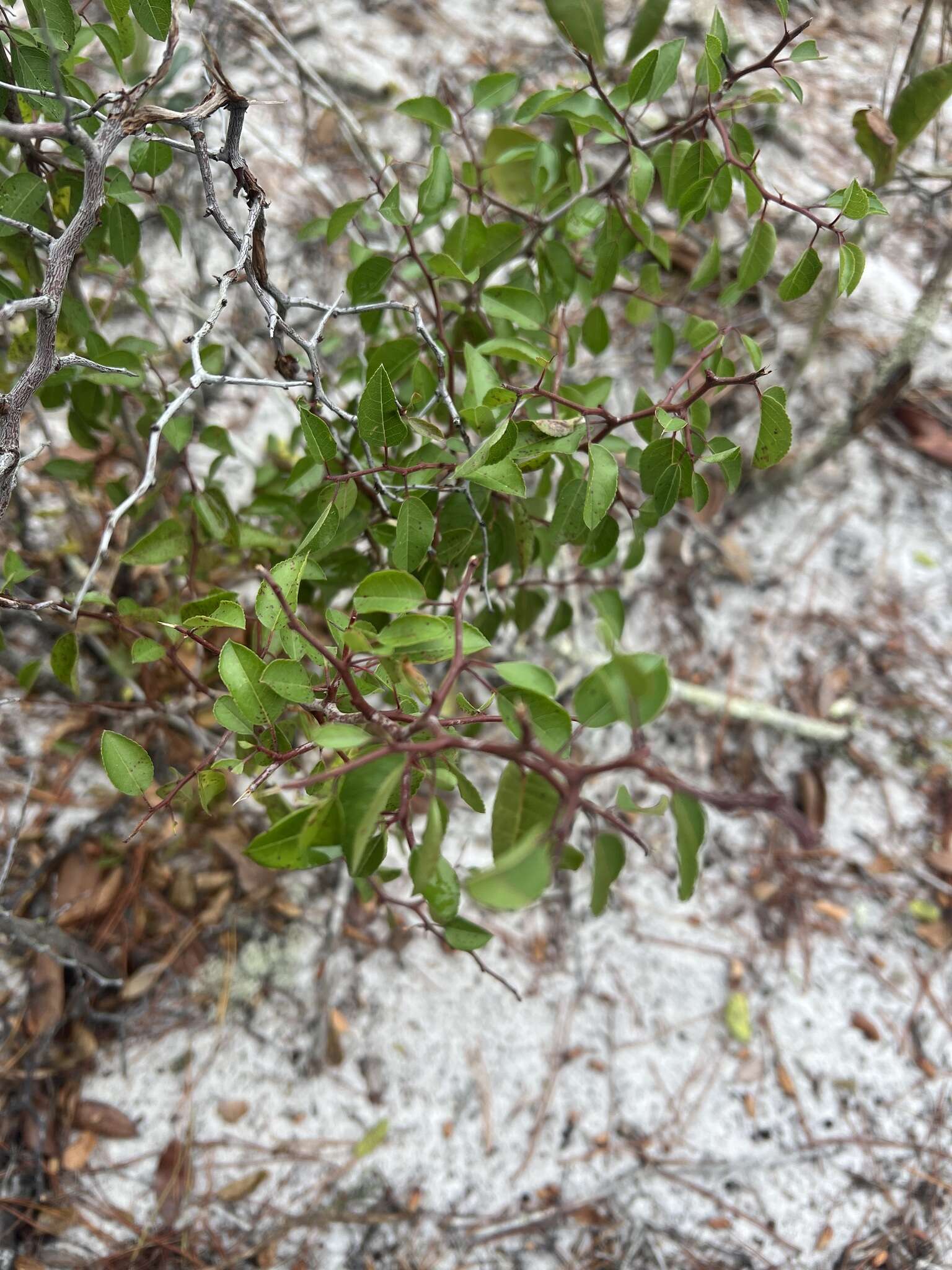 صورة Prunus geniculata Harper