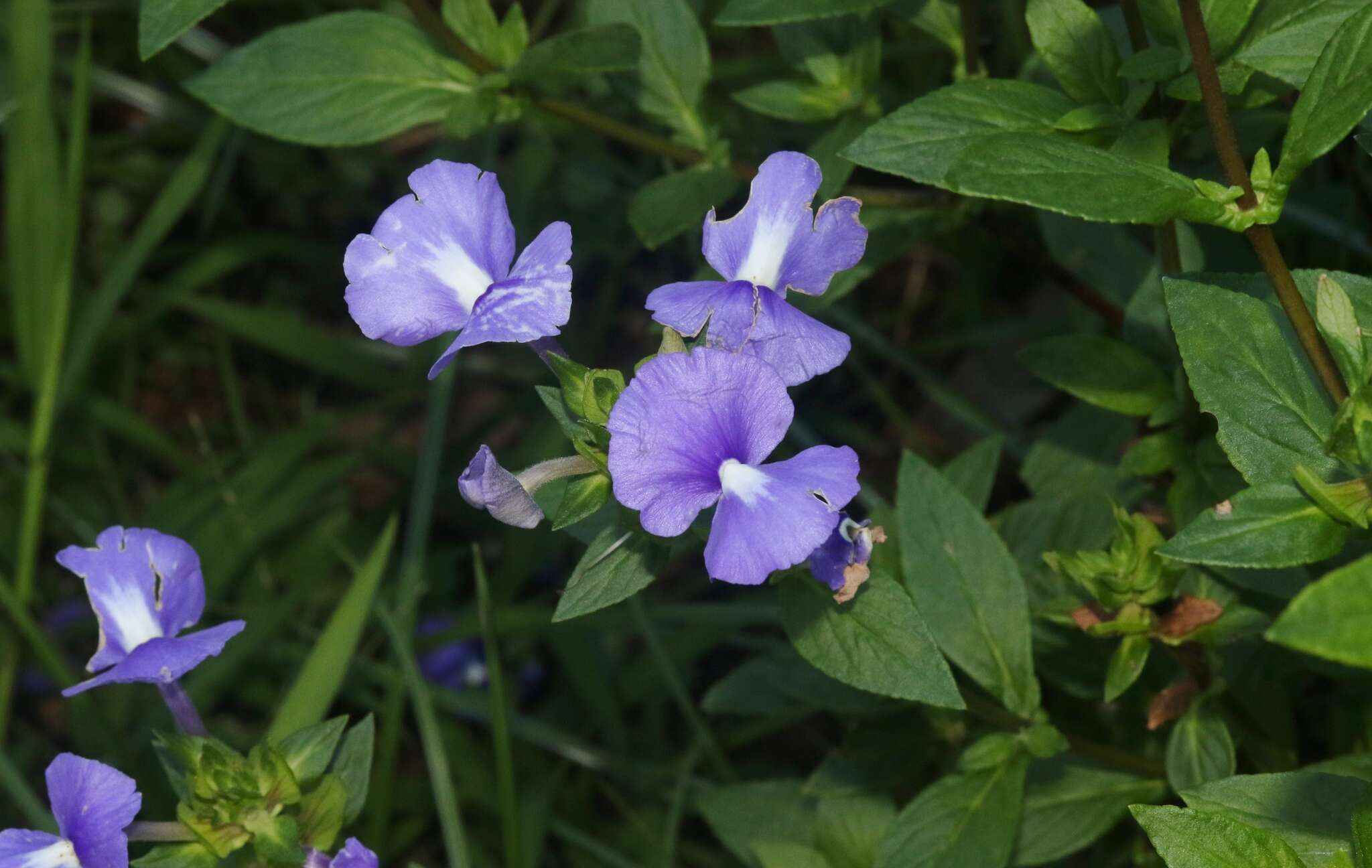 Image de Achetaria azurea (Linden) V. C. Souza