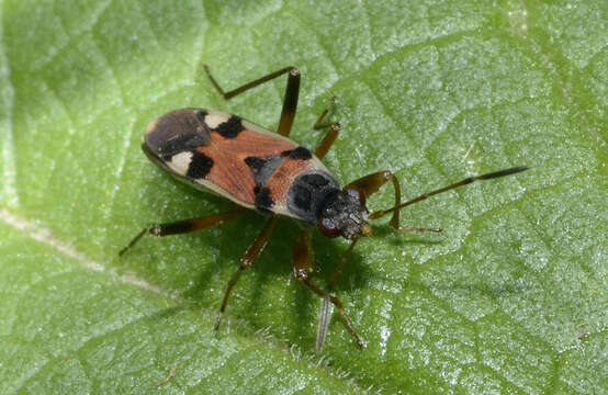 Image of Beosus quadripunctatus (Muller 1766)