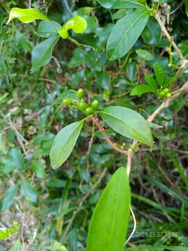 Image of Rauvolfia verticillata (Lour.) Baill.