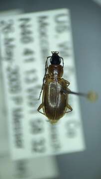 Image of Agonum (Europhilus) lutulentum (Le Conte 1854)