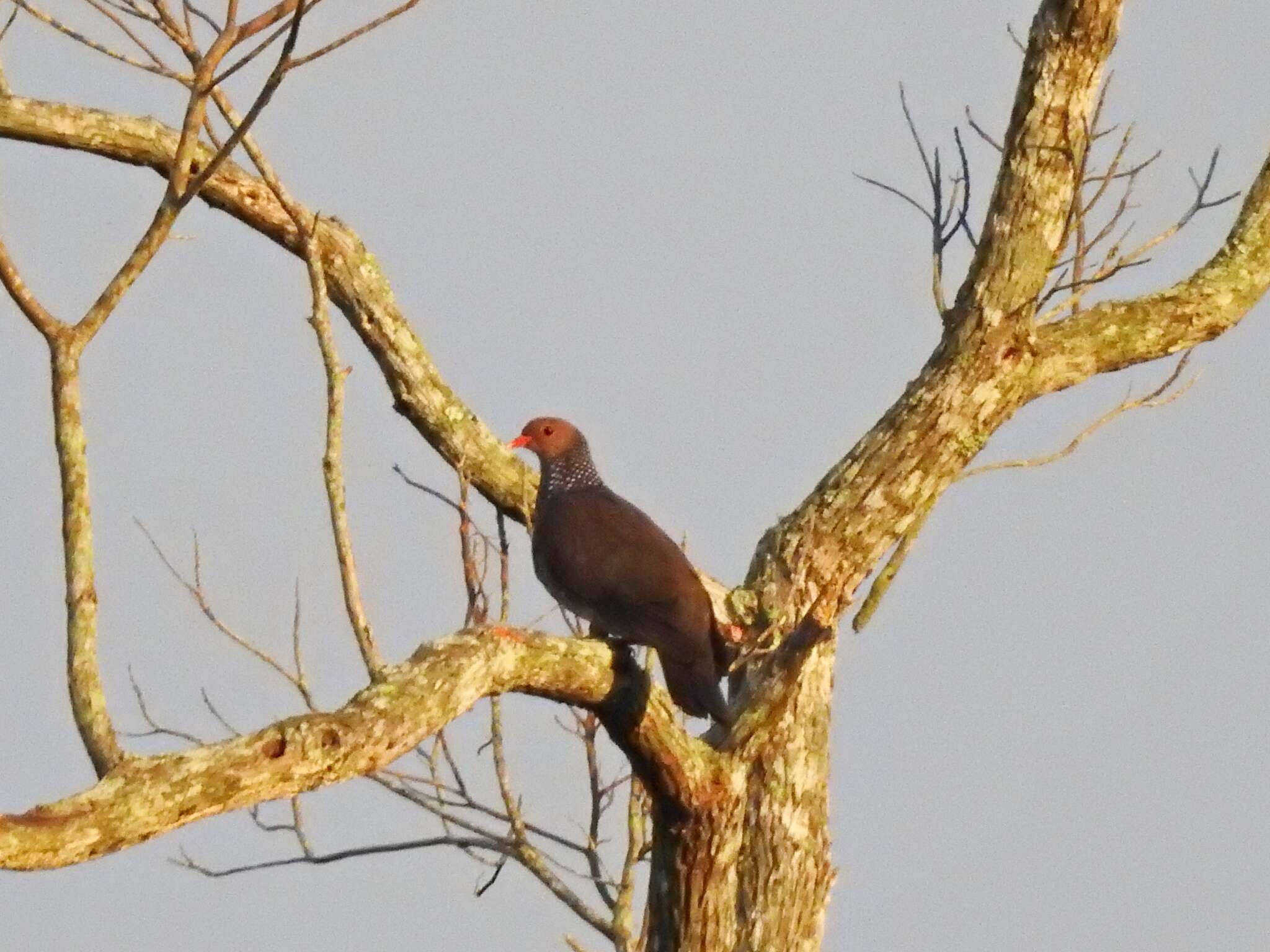 صورة Patagioenas speciosa (Gmelin & JF 1789)