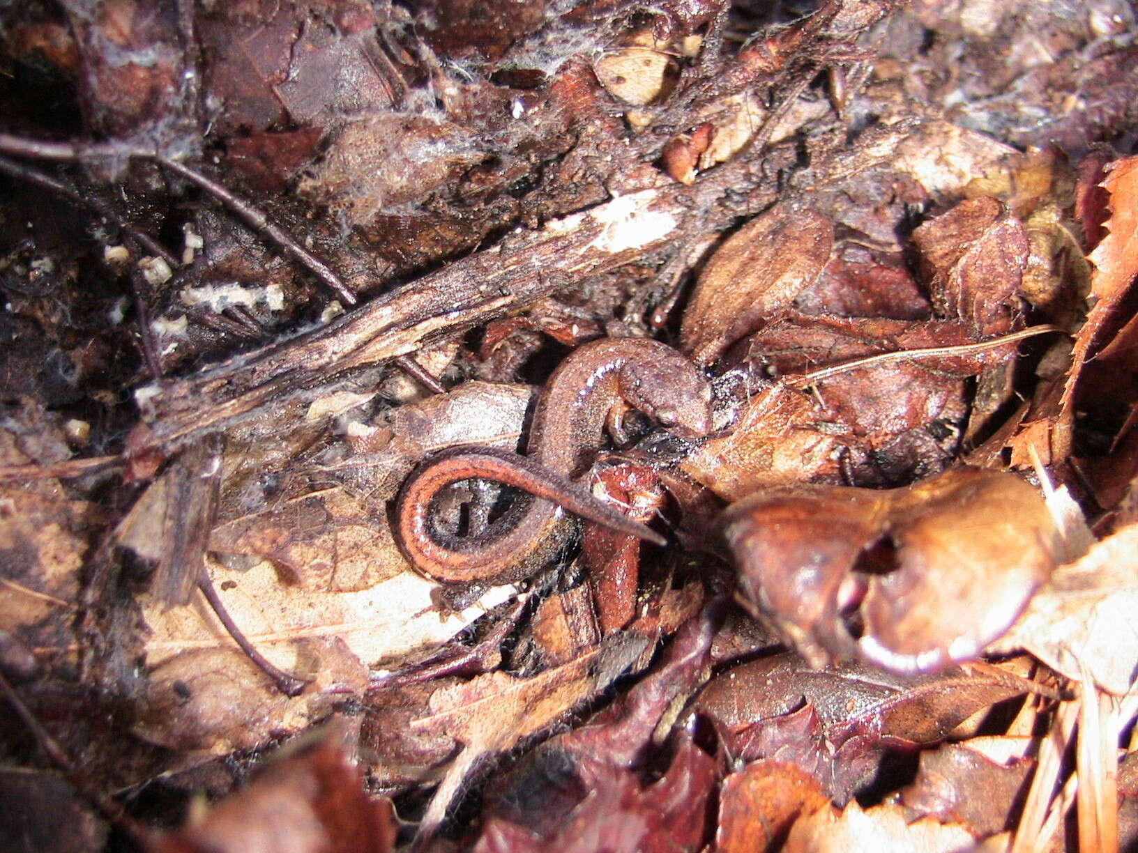 Image of Webster's Salamander