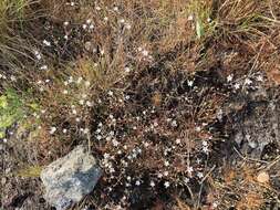 Image of slender stitchwort