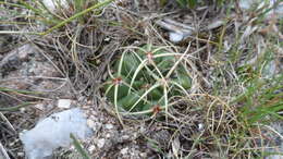 Image of Gymnocalycium monvillei subsp. monvillei