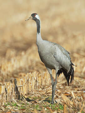 Image of Common Crane